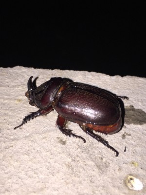 image.jpeg (450 KiB) 2953 keer bekeken image.jpeg