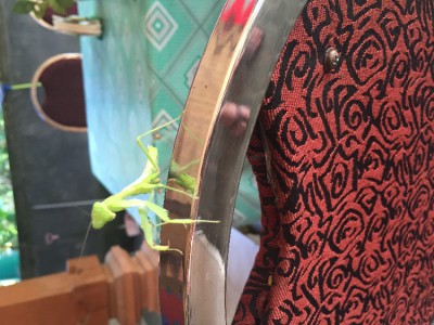 image.jpeg (669.23 KiB) 2951 keer bekeken image.jpeg