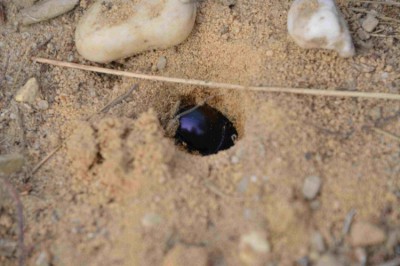 Een close up van de mestkever die in een van de gaatjes aan het graven was