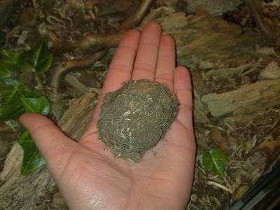 Mecynorrhinella ugandensis cocon
