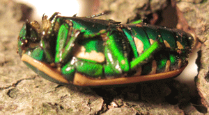 pachnodella-marginella-3.gif