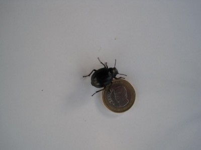 Het 1 euro stuk is voor de grootte te zien .