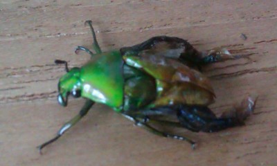 IMAG0093-1.jpg