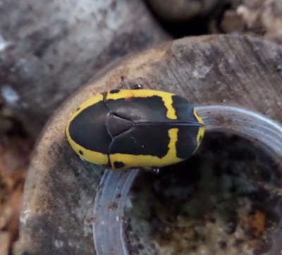 Pachnoda sinuata