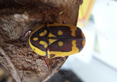 Pachnoda fissipuncta
