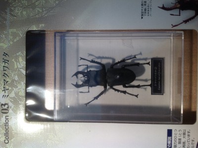 Lucanus maculifemoratus