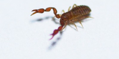 hier een foto van een zo een pseudoschorpioen