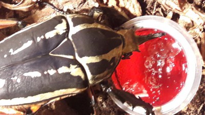 20191129_211740.jpg (113.25 KiB) 372 keer bekeken 20191129_211740.jpg