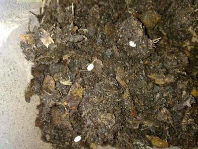 3 eitje Chalcosoma atlas