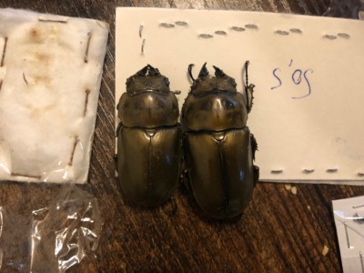 A. rosenbergi vrouwtjes(?)