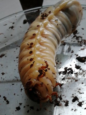 IMG_20200304_122357.jpg (111.61 KiB) 410 keer bekeken IMG_20200304_122357.jpg