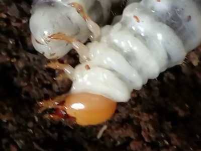 IMG_20200609_095740.jpg (74.8 KiB) 995 keer bekeken IMG_20200609_095740.jpg