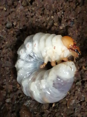 IMG_20200609_095731.jpg (104.45 KiB) 995 keer bekeken IMG_20200609_095731.jpg