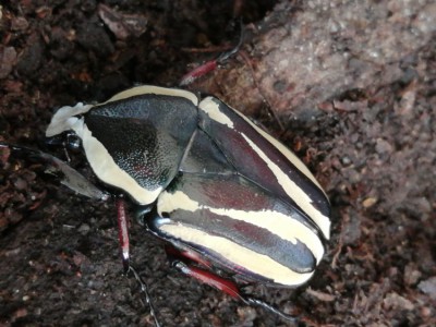 Dicronorrhina d conradsi