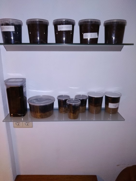 De larven in potjes flakesoil gedaan