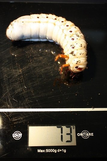 Dynastes hercules lichyi weegschaal.jpg