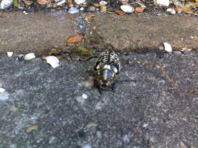 Suspected Juli Kever (1)