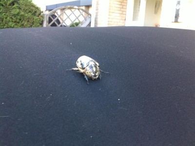 Suspected Juli Kever (2)