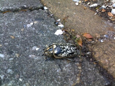 Suspected Juli Kever (3)