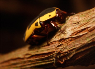 Hyperactief kereltje! Zou hij blij zijn met zijn nieuw huis?