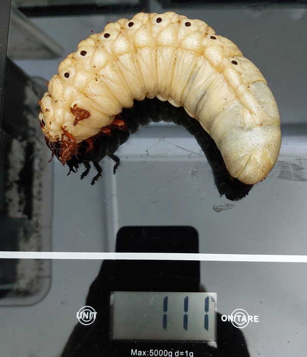 111 gram.png