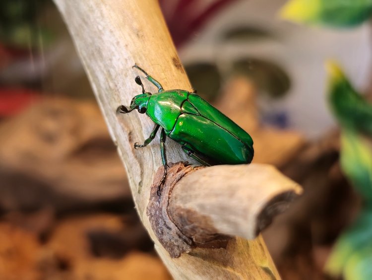 C.A.A. donker groen zonder een andere kleur gloed
