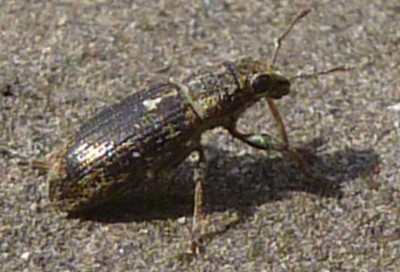 Is dit de bladrandkever?