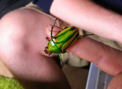 Cyprolais hornimanni