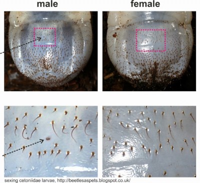 sexing cetoniidae larvae.jpg