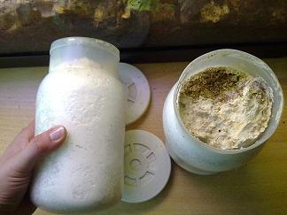 Vivarium  (39).jpg