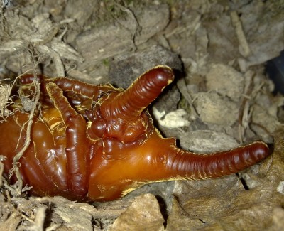 Dynastes hercules occidentalis pop.jpg