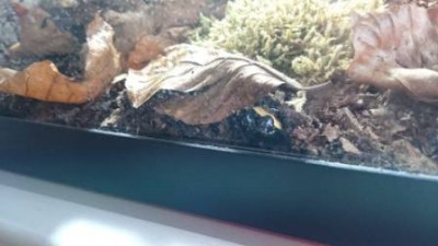 33a.jpg (17.46 KiB) 4043 keer bekeken Verstoppen of toch niet?