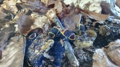 38a.jpg (28.02 KiB) 4043 keer bekeken Gezellig samen :)