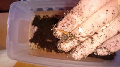 IMG-20151218-WA0000.jpeg