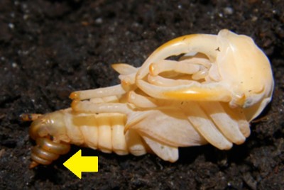 pop lucanus.jpg