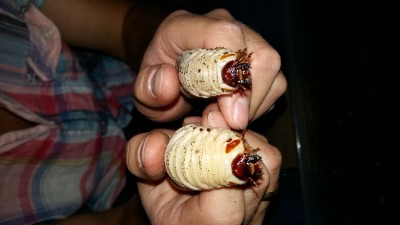 20160712_200811.jpg (203.35 KiB) 6015 keer bekeken de koppen van beide larven