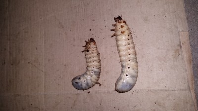 20160712_200725.jpg (242.19 KiB) 5453 keer bekeken de larven naast elkaar