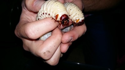 20160712_200858.jpg (180.4 KiB) 6015 keer bekeken close-up op de koppen, vlek is goed te zien