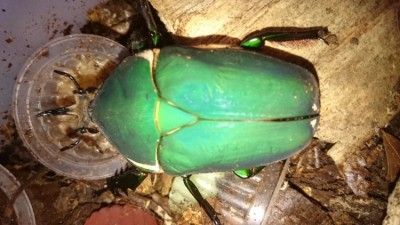 als larve verkregen van Eric, 69 mm, ondertussen 6maand oud