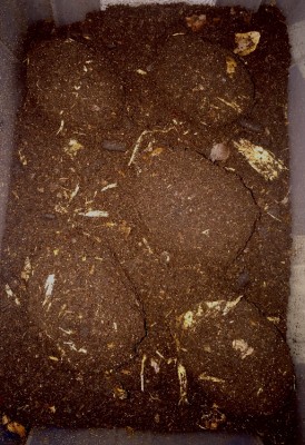 IMG_7531.JPG (777.65 KiB) 5095 keer bekeken Now we wait....