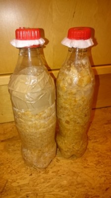 Links methode 2, overal myceliumgroei. Rechts methode 3, enkel bovenaan mycelium.