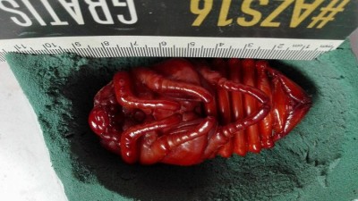 vrouwtje.jpg (88.44 KiB) 4986 keer bekeken pop megasoma gyas porioni vrouw