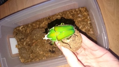 IMG-20170606-WA0011.jpeg