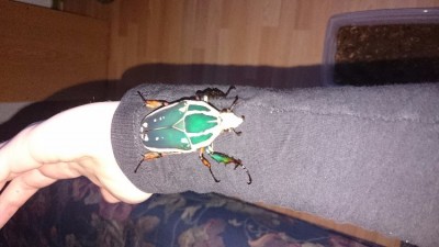 IMG-20170606-WA0009.jpeg