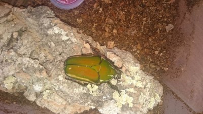 IMG-20170613-WA0004.jpeg