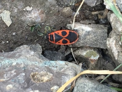 IMG_8522.JPG (200.79 KiB) 1851 keer bekeken IMG_8522.JPG