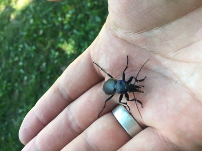 IMG_8612.JPG (147.29 KiB) 1849 keer bekeken IMG_8612.JPG