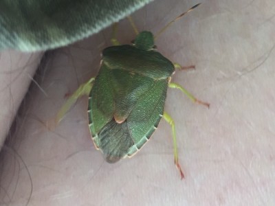 IMG_8803.JPG (105.56 KiB) 1851 keer bekeken IMG_8803.JPG