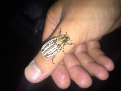 IMG_8820.JPG (90.67 KiB) 1849 keer bekeken IMG_8820.JPG