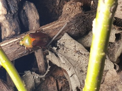 1517056641235252196677.jpg (119.09 KiB) 4290 keer bekeken Laatste aanwinst